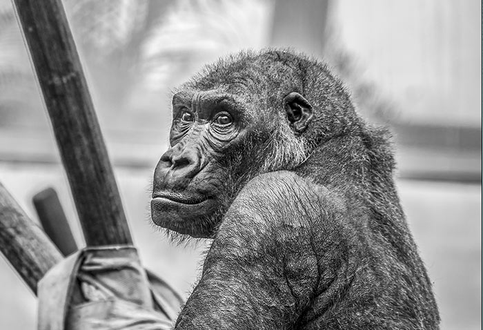 Jordana Michelle - Frans De Waal - Great Apes