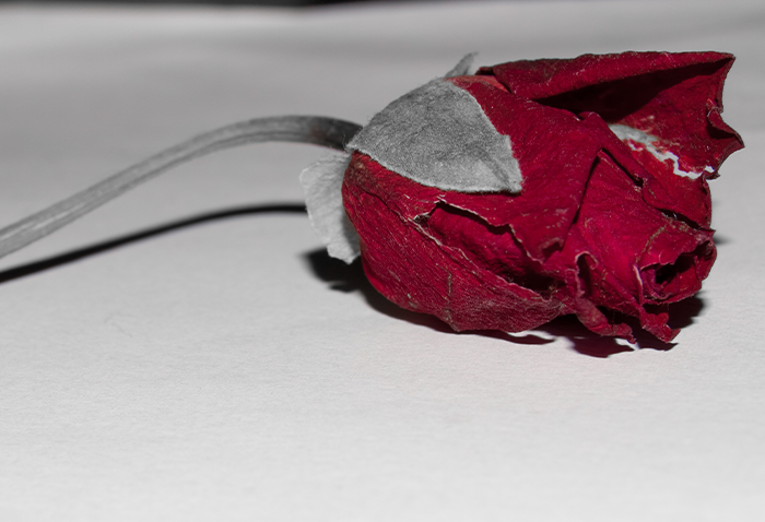 image of a dead rose. Photo credit flickr Iain Watson Dead Rose.